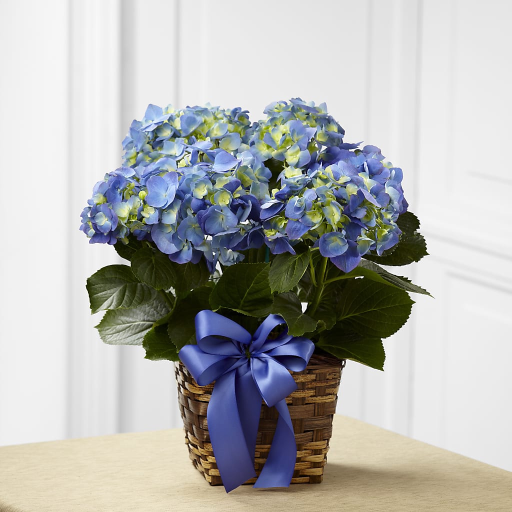 Blue Hydrangea Planter – City Florist, Prestonsburg KY