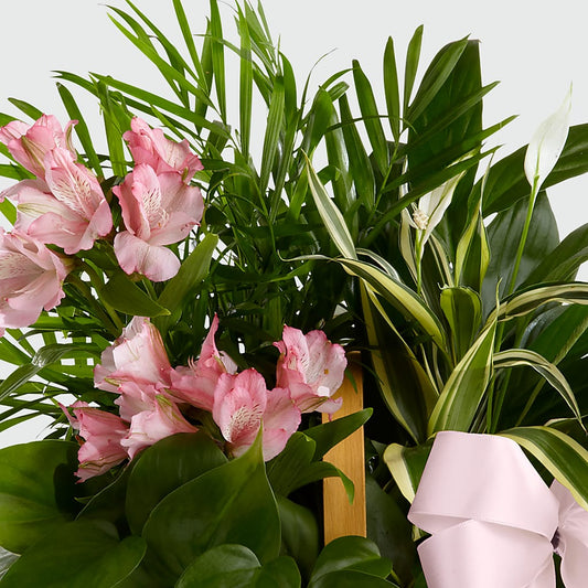 Living Spirit Dishgarden –  City Florist, Prestonsburg KY